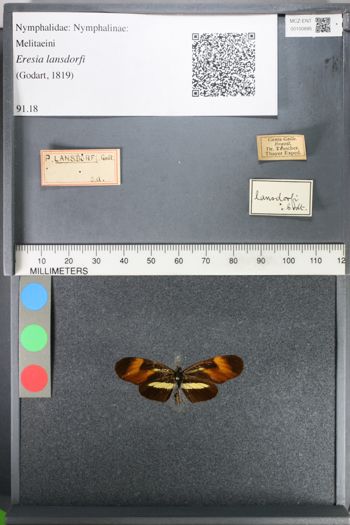 Media type: image;   Entomology 100895